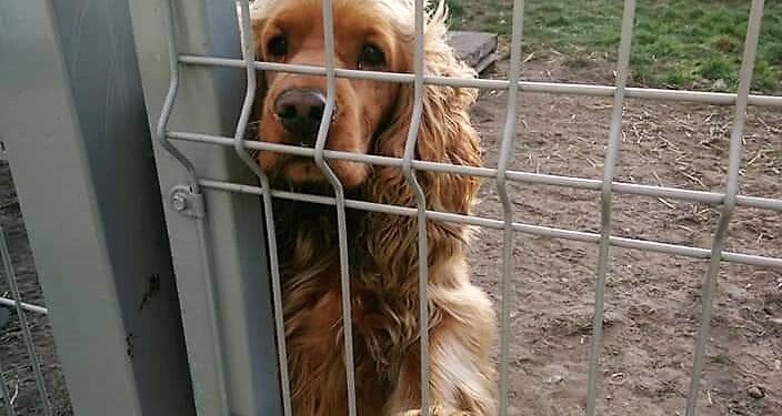 Mielec: Liczą na pomoc dla czworonożnych bezdomniaków…