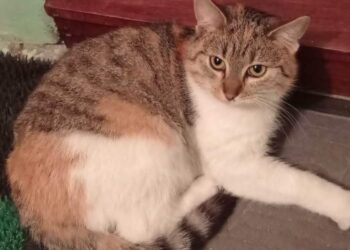 Mielec: Bijemy rekord dla kotów!