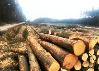 Stalowa Wola: Wycinka drzew ma poprawić bezpieczeństwo