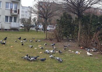 Tarnobrzeg. Osiedlowy problem. Resztki jedzenia lądują na trawnikach.