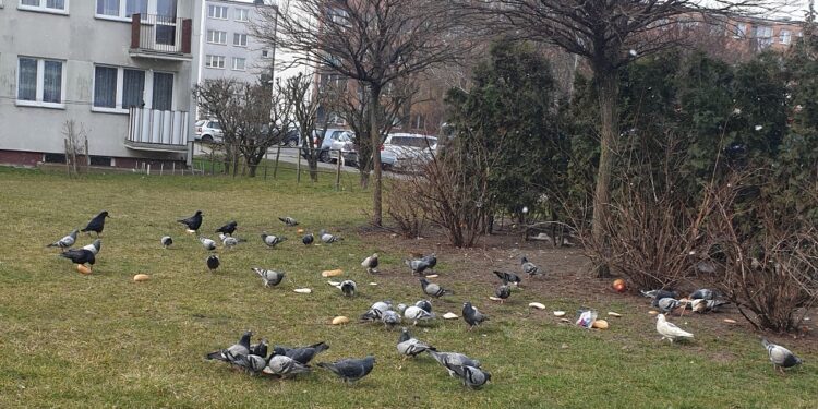 Tarnobrzeg. Osiedlowy problem. Resztki jedzenia lądują na trawnikach.