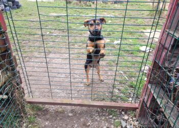 Sandomierz: Oddaj 1,5% na schronisko dla bezdomnych psów.