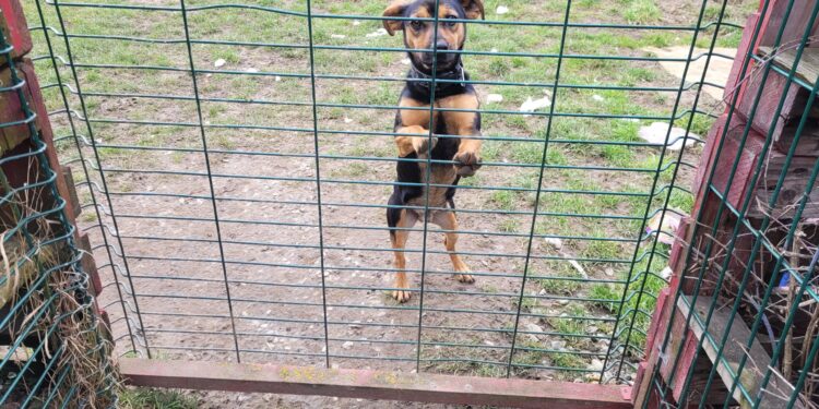 Sandomierz: Oddaj 1,5% na schronisko dla bezdomnych psów.