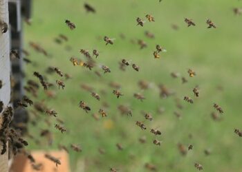 Tarnobrzeg. W trosce o pszczoły.