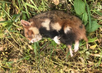 Sandomierz, Wilczyce: Chomik europejski zagrożony wyginięciem.