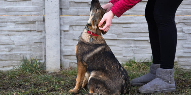 Gorzyce. Zostań wolontariuszem w przytulisku