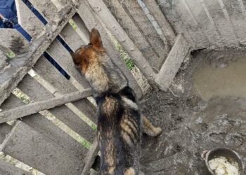 Lipnik: 40-latek z zarzutami znęcania się nad psem