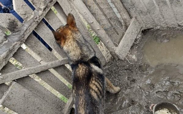 Lipnik: 40-latek z zarzutami znęcania się nad psem