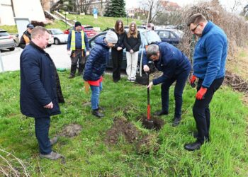 Sandomierz: Drzewo upamiętni rodzinę Bażantów.