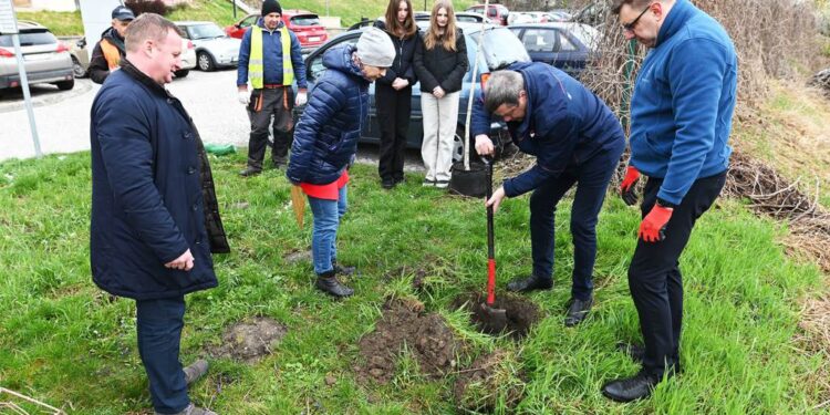 Sandomierz: Drzewo upamiętni rodzinę Bażantów.