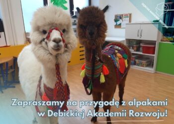 Dębica: Alpaki z Małej Łąki