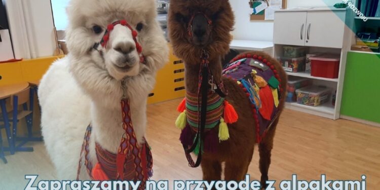 Dębica: Alpaki z Małej Łąki