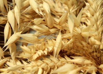 Sandomierz: Problemy na rynku zbóż. Rząd zapowiada wsparcie.