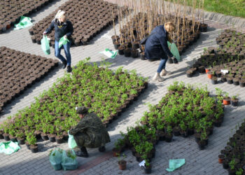 Stalowa Wola: Za tony makulatury rozdano ponad 7 tysięcy sadzonek drzew i krzewów