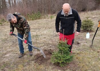 Tarnobrzeg. Powstaje choinkowa zagroda