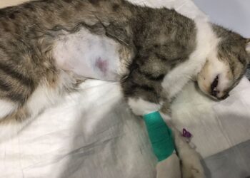 Sandomierz: Kto zabija koty? Wysoka nagroda za wskazanie oprawcy.