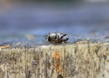Tarnobrzeg. Martwe pszczoły w Miechocinie.