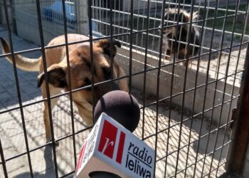 Mielec: Nasze czworonogi  czekają na WAS !