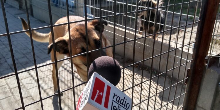 Mielec: Nasze czworonogi  czekają na WAS !