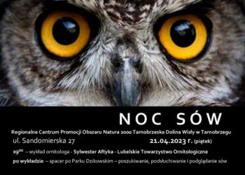 Tarnobrzeg. Podglądnij puszczyka.