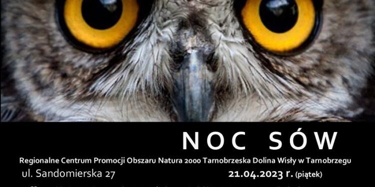 Tarnobrzeg. Podglądnij puszczyka.