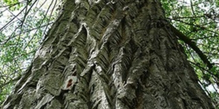 Stalowa Wola: Na sesji o pomnikach przyrody