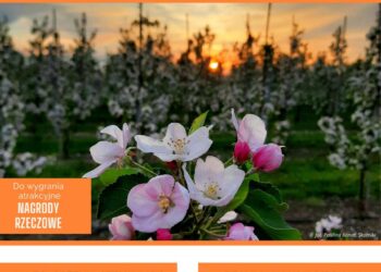 Samborzec: Trwa konkurs fotograficzny „Kwitnąca jabłoń”.