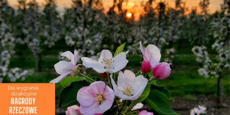 Samborzec: Trwa konkurs fotograficzny „Kwitnąca jabłoń”.