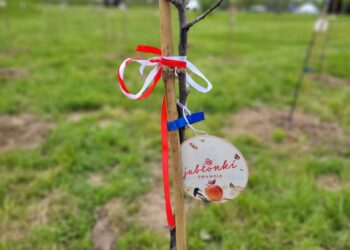 Sandomierz: Posadzono 240 białych i czerwonych jabłoni, które utworzą żywą flagę.