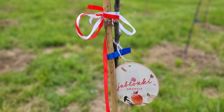 Sandomierz: Posadzono 240 białych i czerwonych jabłoni, które utworzą żywą flagę.
