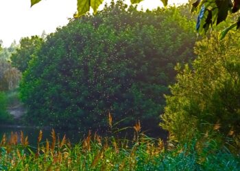 Tarnobrzeg. Odkomarzanie.