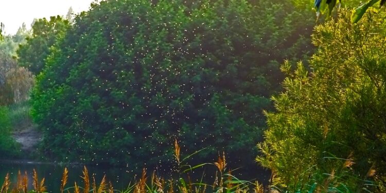 Tarnobrzeg. Odkomarzanie.