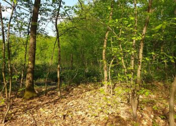 Tarnobrzeg. Wnyki jak miny.