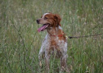 Tarnobrzeg. Do właścicieli czworonogów.