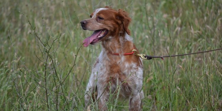 Tarnobrzeg. Do właścicieli czworonogów.