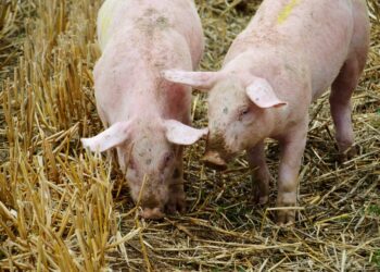 Wadowice Górne: Skutki  wirusa  ASF