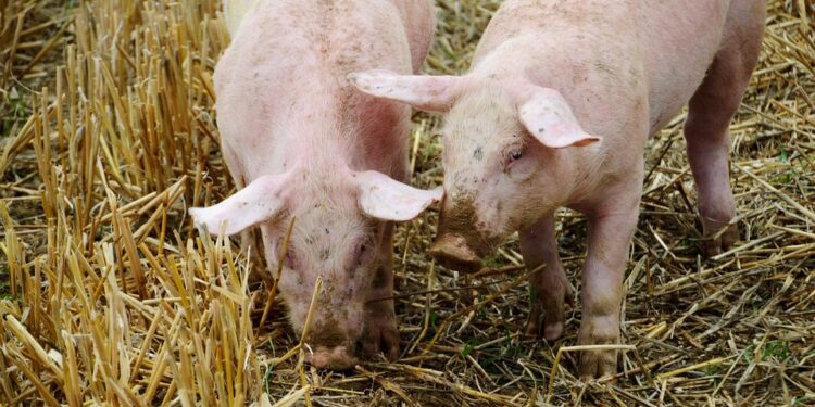 Wadowice Górne: Skutki wirusa ASF