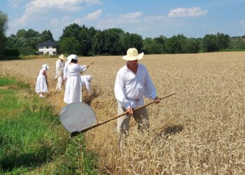 Sandomierz: „Staropolskie żniwa w Nadbrzeziu” – pokaz obrzędowy.