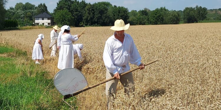 Sandomierz: „Staropolskie żniwa w Nadbrzeziu” – pokaz obrzędowy.