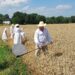 Sandomierz: „Staropolskie żniwa w Nadbrzeziu” – pokaz obrzędowy.