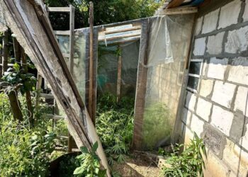 Sandomierz: Policjanci zlikwidowali plantację konopi.