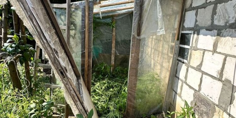 Sandomierz: Policjanci zlikwidowali plantację konopi.