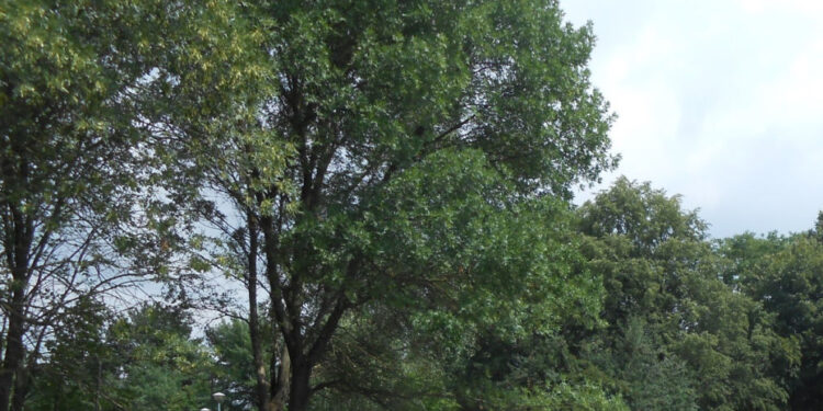 Stalowa Wola: W sobotę „Piknik Rodzinny 800+”.