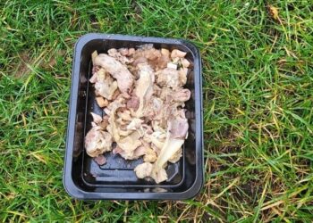 Tarnobrzeg. Poważne konsekwencje za wykładanie resztek jedzenia na trawnik.