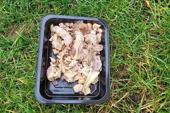 Tarnobrzeg. Poważne konsekwencje za wykładanie resztek jedzenia na trawnik.