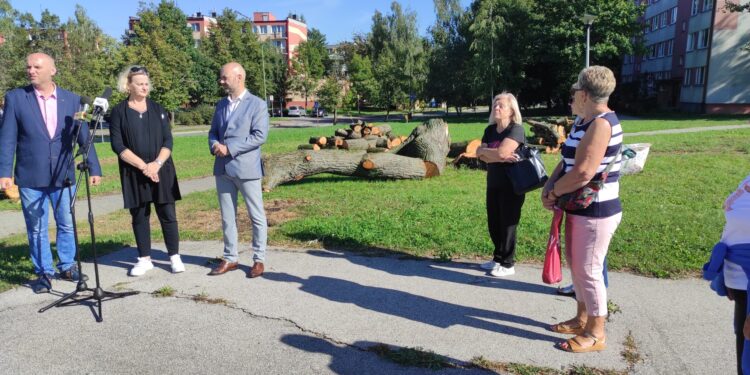 Mielec:  Wycięte drzewo a już następne w kolejce do usunięcia…