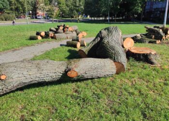 Mielec:  Czy była potrzebna wycinka  tego drzewa?