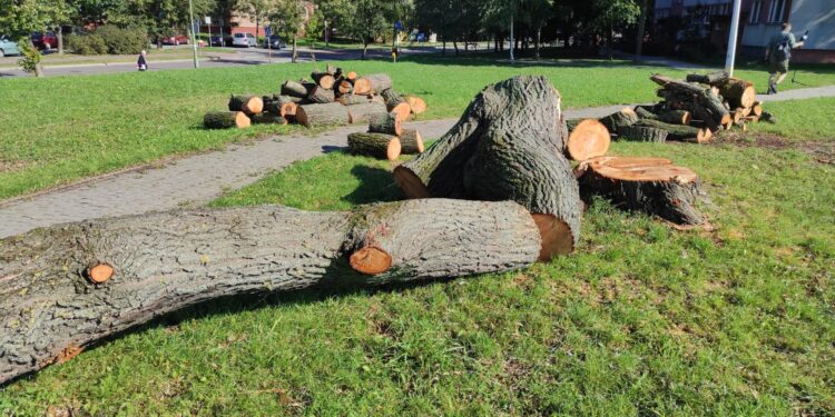 Mielec:  Czy była potrzebna wycinka  tego drzewa?