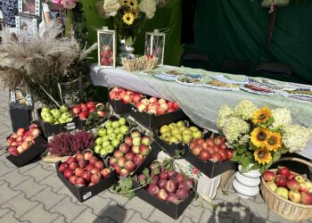 Obrazów: Tłumy na Jabłkobraniu.