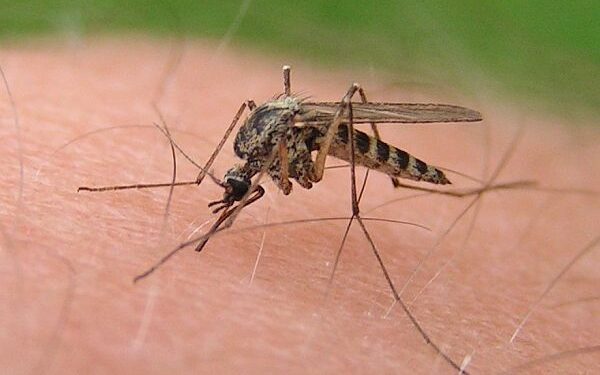 Tarnobrzeg. Będzie odkomarzanie